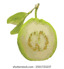 Half Green Guava Vector Illustration On White Background