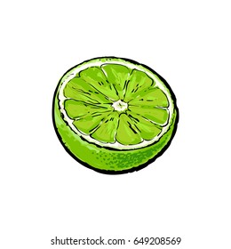 Half of green lime, hand drawn sketch style vector illustration on white background. Hand drawing of unpeeled lime cut in half