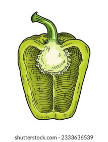 Half green sweet bell pepper. Vintage vector engraving color and black illustration. Isolated on white background. Hand drawn design