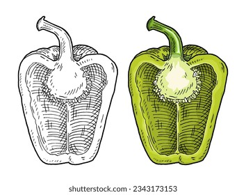 Half green sweet bell pepper. Vintage vector engraving color and black illustration. Isolated on white background. Hand drawn design