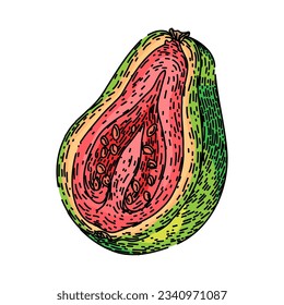 half guava fruit hand drawn. slice tropical, cut green, guajava leaf half guava fruit vector sketch. isolated color illustration