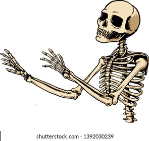 half human skeleton illustration