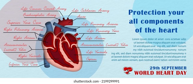 A Half And Inside Image Of Human Heart In Paper Cut Style With The Name Of Organ And Wording Of World Heart Day, Example Texts On Blue Background. Poster's Campaign Of World Heart Day In Vector Design