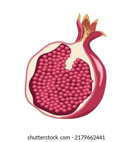 Half of a juicy,ripe pomegranate fruit isolated on a white background.Vector illustration can be used in textiles, labels, menus.