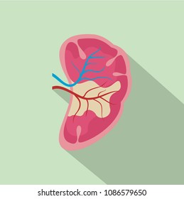 Half Kidney Icon. Flat Illustration Of Half Kidney Vector Icon For Web Design