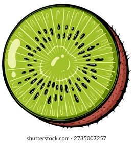 Half kiwi fruit, round slice close up. Exotic fruit. Healthy food, antioxidants. Simple vector color illustration with outline in hand drawn style isolated on white for print, menu design