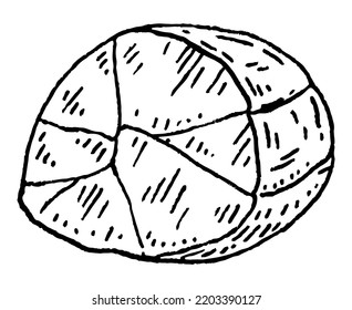 Half a kola nut without shell. Vector engraving black vintage illustration. Isolated on white background.