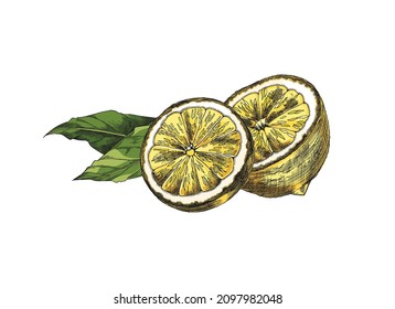 Half lemon with leaf hand drawn vintage color sketch. Lime engrave vector illustration for lemonade or tea label design. Citrus fruit sliced in half, woodcut colored composition.