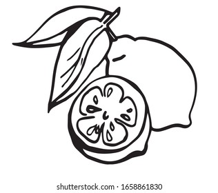 half lemon in section, leaves, vector, logo, illustration 