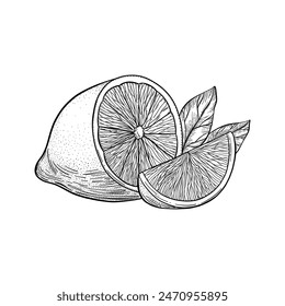 Die Hälfte Zitrone und Zitronenscheibe mit Blättern. Frische Zitrone. Vektorillustration im Skizzenstil isoliert auf weißem Hintergrund. 