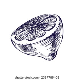Half lemon slice with seeds. Graphic botanical illustration hand drawn in blue ink. Isolated object EPS vector