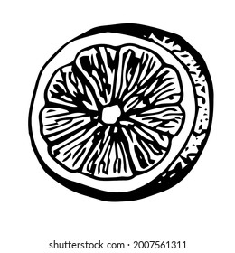 Half a lemon, vector illustration, hand drawing sketch