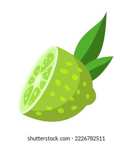 Half of lime cartoon illustration. Sliced green citrus vector illustration. Summer, fruit concept