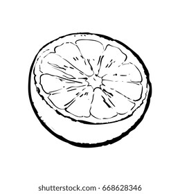 Half of lime, hand drawn sketch style vector illustration on white background. Hand drawing of unpeeled lime cut in half
