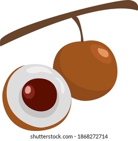 Half of longan, illustration, vector on white background.