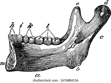 Half of the lower jaw. Labels: a, the base; b, the angle; c, the ramus; d, the condyle; e, the coronaid process; h, the two incisors; and other, vintage line drawing or engraving illustration.