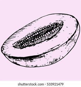 half melon, doodle style sketch illustration hand drawn vector 