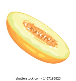 Half a melon. Vector illustration on white background.