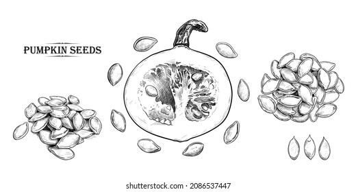 Half a mini pumpkin , shelled and unshelled pumpkin seeds. Hand draw realistic  set. Vector clipart. Isolated vintage drawings.