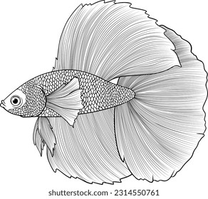 Half moon betta fish illustration