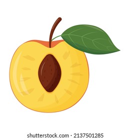 Half of orange peach on white background. Flat vector illustration.