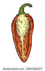 Half orange pepper jalapeno. Vintage hatching vector color illustration. Isolated on white background. Hand drawn design