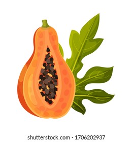 Half of Papaya Fruit with Orange Pulp and Black Seeds Vector Illustration