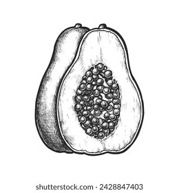 Half of papaya sketch. Vector pawpaw sliced in half. Realistic sweet fruit for botany or biology, recipe, culinary or cooking book. Appetizer for vegan or vegetarian meal. Healthy food and nutrition