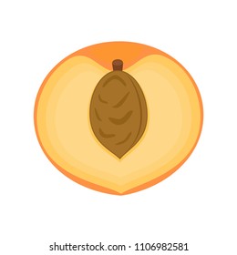 Half peach fruit. Vector illustration isolated on white background.