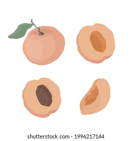 Half a peach. Hand drawn vector illustration for posters, stickers, seasonal design, recipe, textile of apparel, cookbook. Vector illustration on a white background.