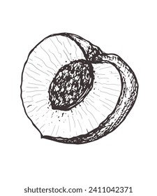 Half of a peach vector sketch illustration, isolated drawing on a white background, fruit for design and decoration, print, tattoo, sticker