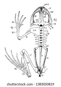 The half of the pectoral girdle and hind-limb of the right side are not show, vintage line drawing or engraving illustration.