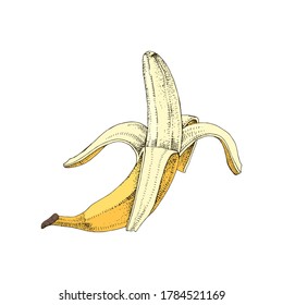 Half peeled colorful hand drawn banana. Sketched vector illustration