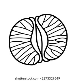 Half a peeled tangerine. Hand drawn sketch icon of citrus fruit, clementine, mandarin. Isolated vector illustration in doodle line style.
