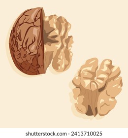 Nuez de nuez medio pelada y núcleo de nogal pelado. Imagen vectorial realista de una nuez. Iconos de nueces.