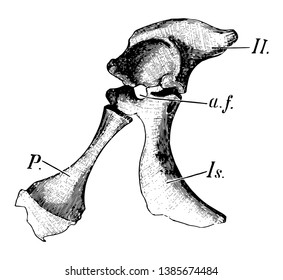 Half of the pelvic girdle of a young crocodile, vintage line drawing or engraving illustration.