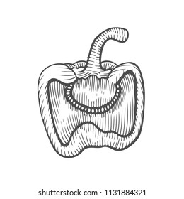 Half pepper hand drawn vector illustration. Vegetable engraved style object. Isolated bell pepper. Detailed vegetarian food drawing. Farm market product. Paprika icon