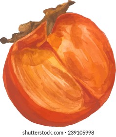 Half of persimmon on white background. Vector illustration for your design. 