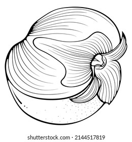 Half persimmon. Vector illustrations in hand drawn sketch doodle style. Line art fruit isolated on white. Element for coloring book, design, print. Close up illustration