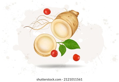 Medio trozo de raíz ginseng con ilustración vectorial de segmentos ginseng
