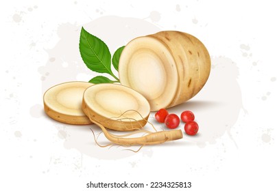 Half Piece of Ginseng root with ginseng slices and seeds vector illustration 