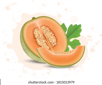 half piece of muskmelon vector illustration with muskmelon slice