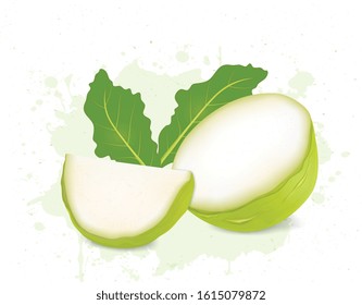 Half Piece and slices of kohlrabi root vegetable vector illustration 