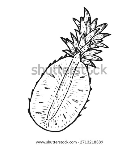 Half of pineapple fruit sketch. Hand drawn vector illustration isolated on white background. Linear fruit.