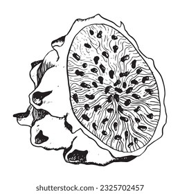 Half pitaya dragon fruit slice with seeds in detailed realistic black white outline style illustration. Exotic tropical plant for textile, fabric, print, menu, digital design