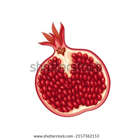 Half pomegranate fruit vector in cartoon style. Summer fruits for healthy lifestyle. Organic fruit. Imagine de stoc © 