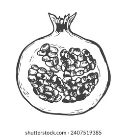 Half pomegranate line icon vector illustration. Hand drawn outline halved summer fruit
