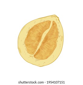 Half of pomelo isolated on white background. Juicy pummelo slice. Fleshy pulp of Asian citrus. Realistic hand-drawn vector illustration of tropical pumelo piece in retro style