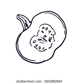 Half of the pumpkin. Botanical vector illustration. Hand drawn autumn  plant in Doodle style. Isolated object on a white background. Cozy fall design element.