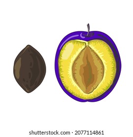 Half of the Half  is purple and next to it is a stone. Fruit in cartoon style. Stock vector illustration isolated on white background.